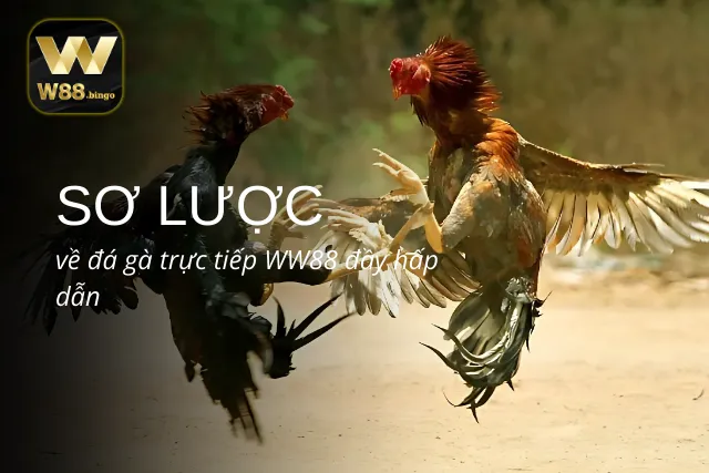Những điều cần phải biết về đá gà tại WW88