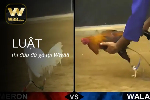 Luật phân định thắng thua trong đá gà WW88