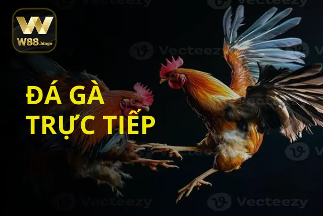 Đánh đá gà tại WW88 được thiết kế để dành riêng cho kê thủ